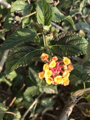 Lantana camara