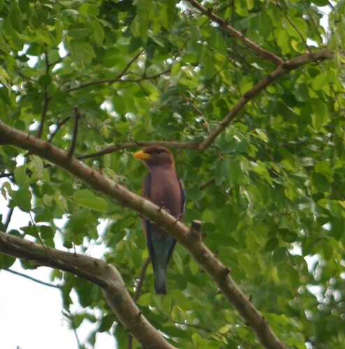 Broad-billed Roller