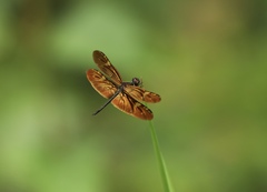 Rhyothemis obsolescens
