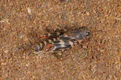 Ellipes minuta