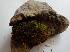 Tortula muralis