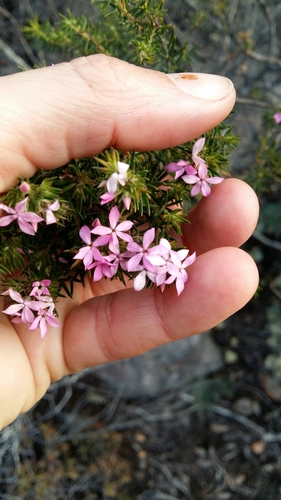 Image of Acmadenia alternifolia by (c) Karen Eichholz, some rights reserved (CC BY)