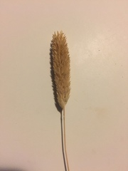 Phalaris caroliniana