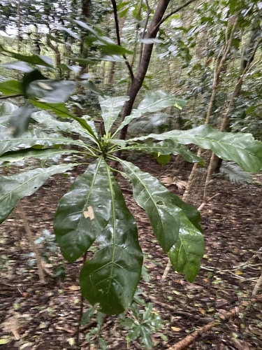 Meryta angustifolia observed 2024-07-03