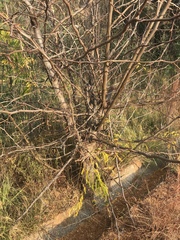 Gleditsia triacanthos