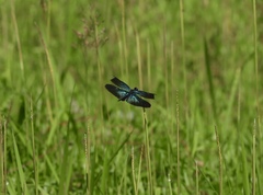 Rhyothemis plutonia