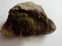 Tortula muralis