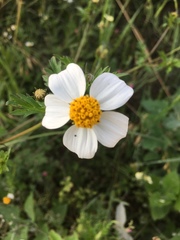Bidens