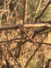 Gleditsia triacanthos