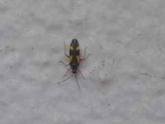 Dryophilocoris flavoquadrimaculatus