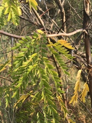 Gleditsia triacanthos