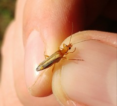 Oedemera natolica