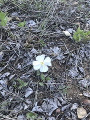 Oenothera albicaulis