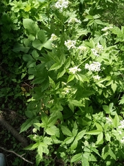 Cardamine leucantha