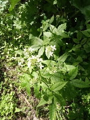 Cardamine leucantha