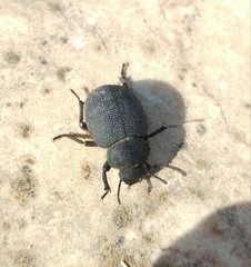 Pachyscelis rotundata