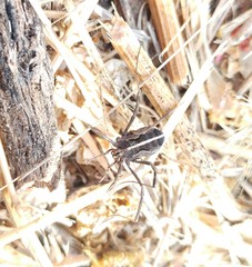 Zachaeus hebraicus