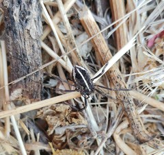 Zachaeus hebraicus