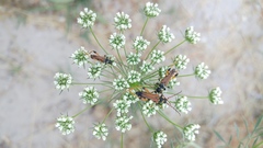 Stenopterus rufus syriacus