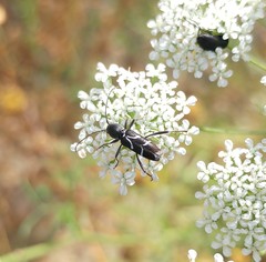 Chlorophorus sartor