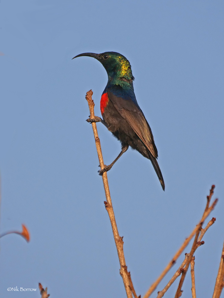Shelley's Sunbird photo