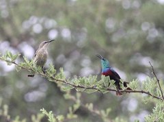 Shelley's Sunbird photo 2