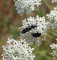Chlorophorus sartor