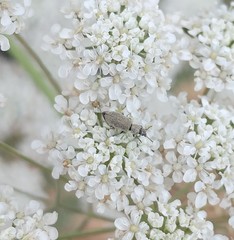 Dasytidius