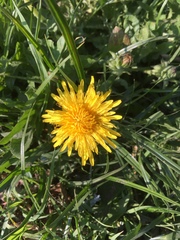 Taraxacum officinale
