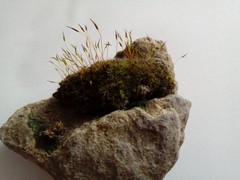 Tortula muralis