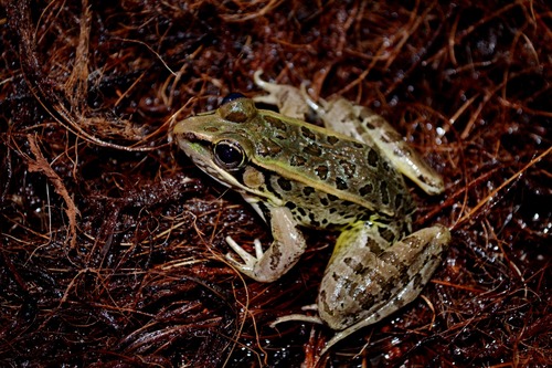 Browns' Leopard Frog - Photo (c) Daniel Pineda Vera, some rights reserved (CC BY), uploaded by Daniel Pineda Vera
