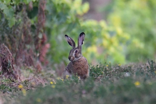 Apennine Hare, 3CPH+MQ, 20270 Aghione, France, photo 9 of 10