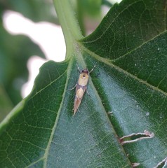 Epicallima icterinella