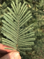 Acacia dealbata