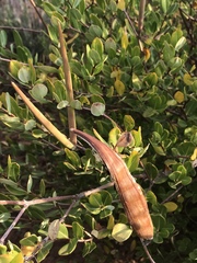 Cryptolepis oblongifolia