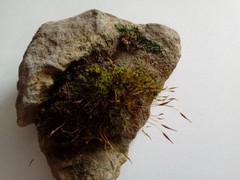 Tortula muralis
