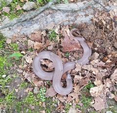 Virginia valeriae elegans