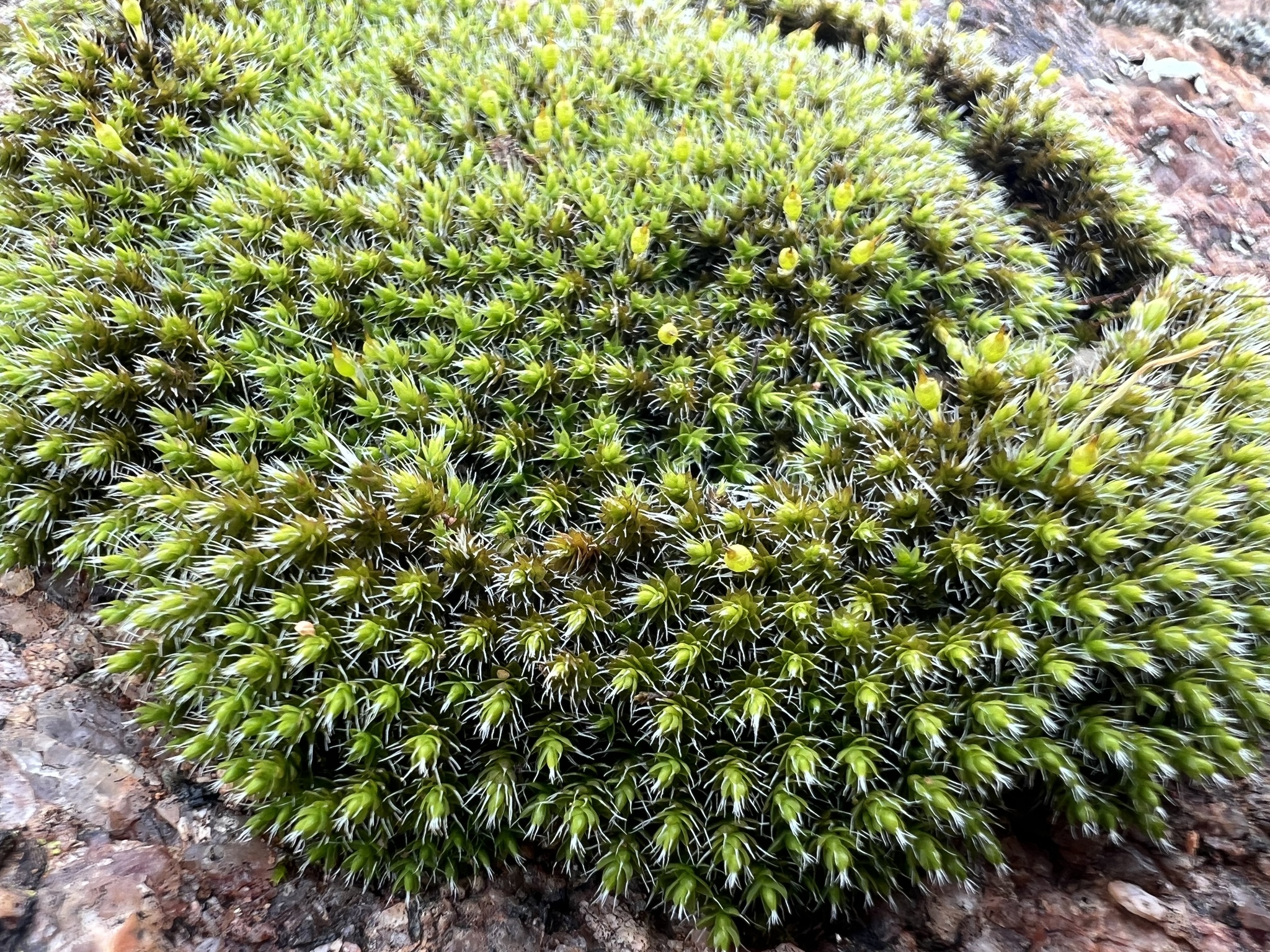 Grimmia laevigata