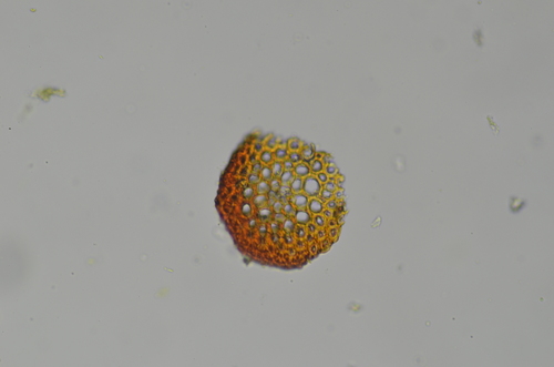 Image of Blindia acuta by no rights reserved