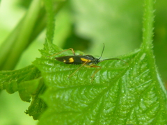 Dryophilocoris flavoquadrimaculatus