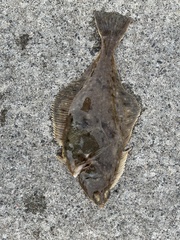 Yellow Striped Flounder photo 2