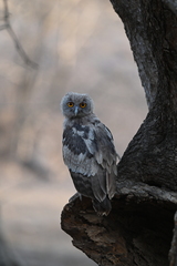 Dusky Eagle-Owl photo 2