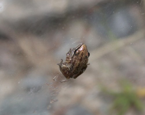 Southern Chorus Frog