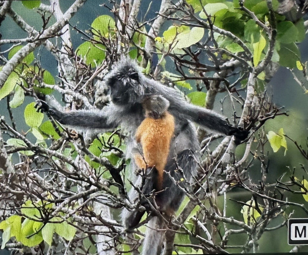 Silvered Leaf Monkey in July 2024 by Glenda Heng · iNaturalist