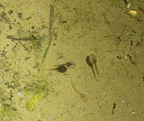 East Asian Ornate Chorus Frog