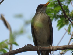 Turdus rufopalliatus graysoni