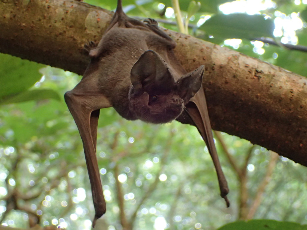 East Asian Free-Tailed Bat