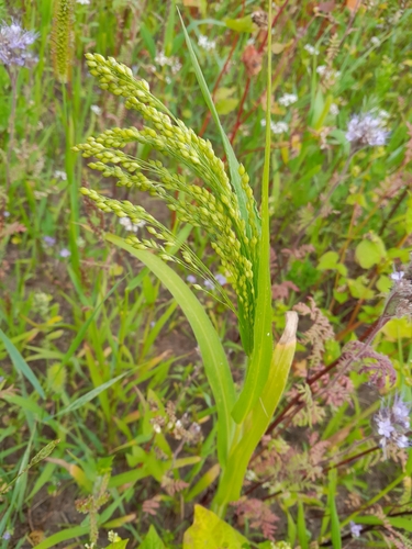 proso millet (Panicum miliaceum)