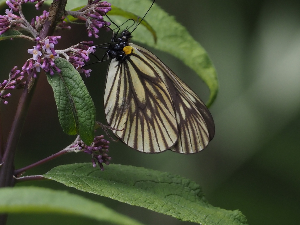 Aporia oberthuri