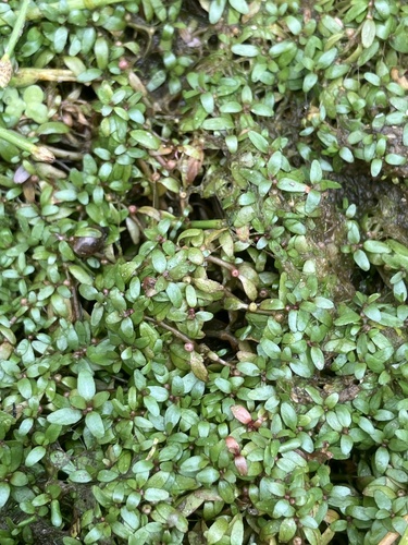 Foto de Pimenta-d'água